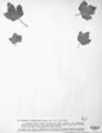 Asterina umbonata image
